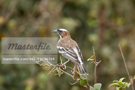 White-browed sparrow-weaver (Plocepasser mahali), Selous Game Reserve, Tanzania, East Africa, Africa