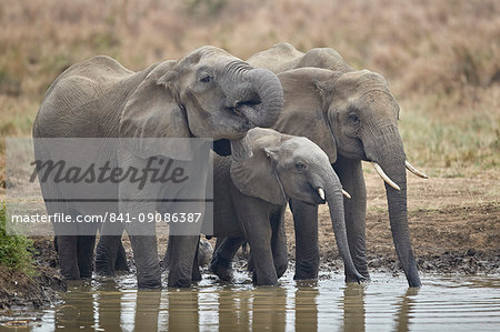 Three African elephant (Loxodonta africana) drinking, Mikumi National Park, Tanzania, East Africa, Africa