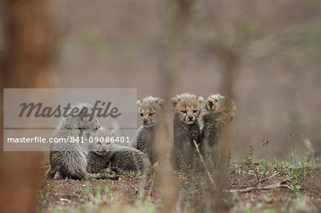 Five cheetah (Acinonyx jubatus) cubs, Kruger National Park, South Africa, Africa
