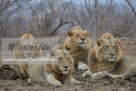 Four male Lion (Panthera leo), Kruger National Park, South Africa, Africa