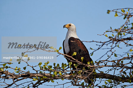 African fish eagle (Haliaeetus vocifer), Selous Game Reserve, Tanzania, East Africa, Africa