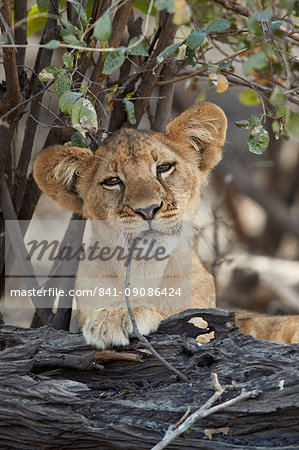Lion (Panthera leo) cub playing with a branch, Selous Game Reserve, Tanzania, East Africa, Africa