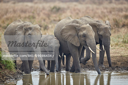 African elephant (Loxodonta africana) drinking, Mikumi National Park, Tanzania, East Africa, Africa