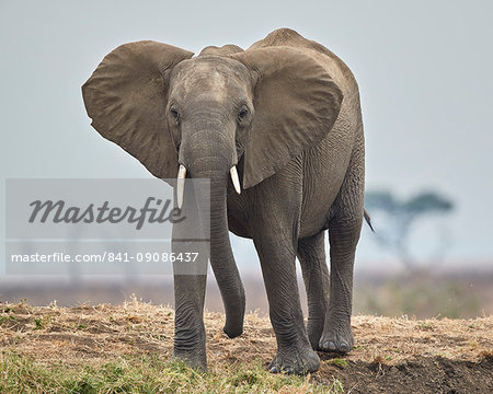African elephant (Loxodonta africana), Mikumi National Park, Tanzania, East Africa, Africa