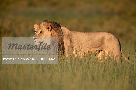 Lion (Panthera leo), Kgalagadi Transfrontier Park, South Africa, Africa