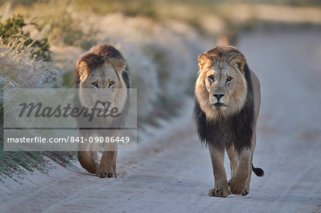 Two lions (Panthera leo), Kgalagadi Transfrontier Park, South Africa, Africa