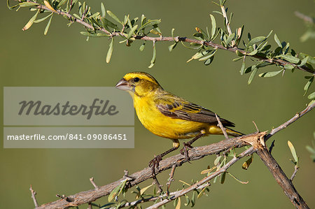 Yellow canary (Crithagra flaviventris), male, Kgalagadi Transfrontier Park, South Africa, Africa