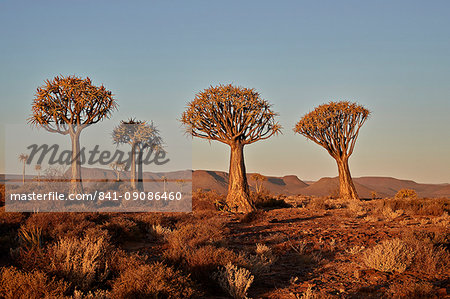 Quiver trees (Kokerboom) (Aloe dichotoma), Gannabos, Namakwa, Namaqualand, South Africa, Africa