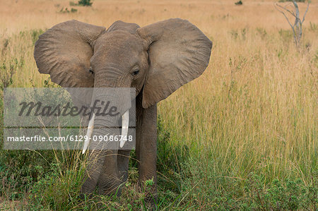 Masai Mara Park, Kenya,Africa,African bush elephant