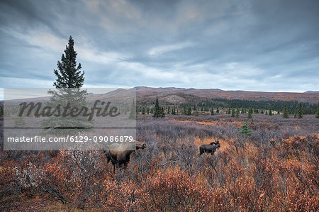 Moose, Denali National Park, Alaska, United States of America ( USA ), North America