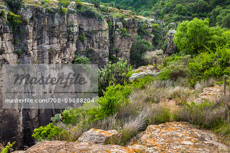 Vegetation and rocky cliffs at the Botanic Gardens (Charco Del Ingenio) near San Miguel de Allende, Mexico