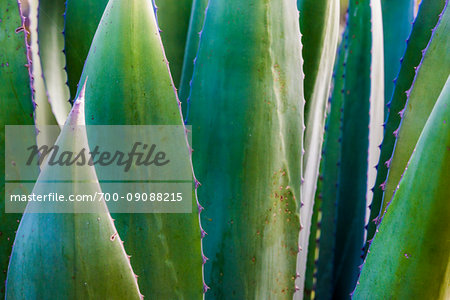 Close-up of an aloe plant at the Botanic Gardens (Charco Del Ingenio) near San Miguel de Allende, Mexico