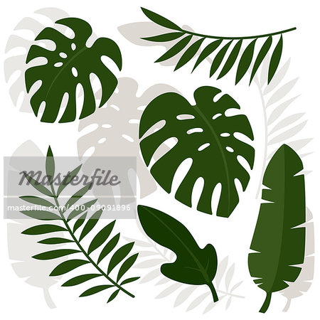 Tropical leaves. Vector illustration. Eps 10