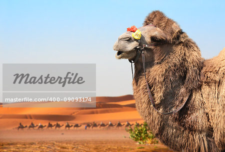 Bactrian camel (Camelus bactrianus) in Sahara desert, Morocco. One camel close up, camelcade and sand dunes on blue sky background