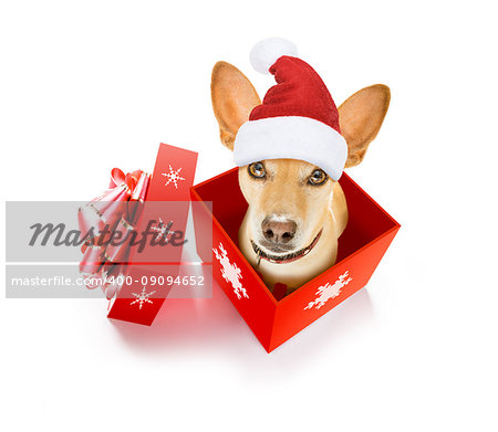 christmas chihuahua podenco santa claus  dog in a present  holiday gift box ,isolated on white background with red  hat , as a surprise