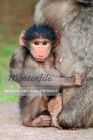 Cute baby chacma baboon (Papio hamadryas) in the arms of its mother, South Africa
