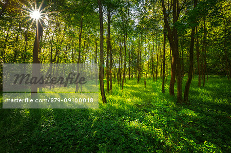 Sunbeam in the woods Como province, Lombardy, Italy, Europe Sunbeam in the woods Como province, Lombardy, Italy, Europe