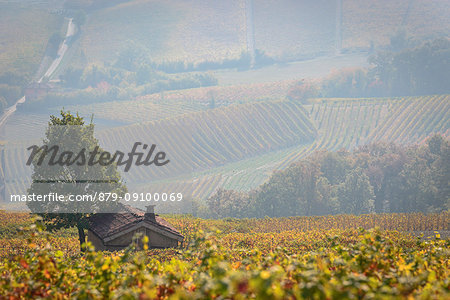 Italy, Piedmont, Cuneo District, Barolo, Langhe Barolo at sunrise