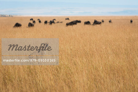Masai Mara Park, Kenya, Africa, cheetah hunting in the bush