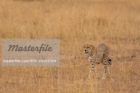 Masai Mara Park, Kenya, Africa, Cheetah in the wild. Masai Mara Park, Kenya, Africa, Cheetah in the wild.