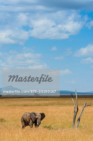 Masai Mara Park, Kenya,Africa,African bush elephant Masai Mara Park, Kenya,Africa,African bush elephant