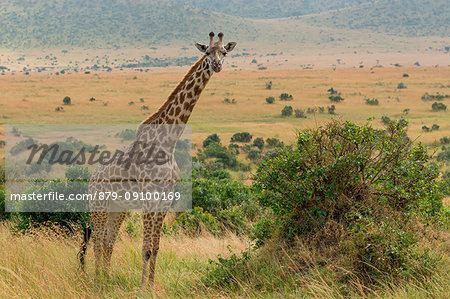 Masai Mara Park, Kenya,Africa,