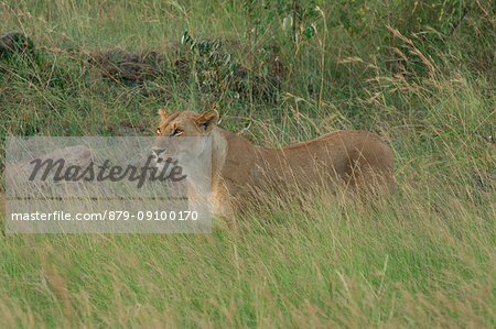 Masai Mara Park, Kenya,Africa,lioness hunting in the bush Masai Mara Park, Kenya,Africa,lioness hunting in the bush