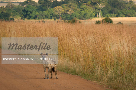 Masai Mara Park, Kenya,Africa,