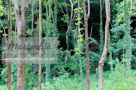 Trees covered with ivy. Berbenno di V.na, Valtellina, Lombardy, Italy.