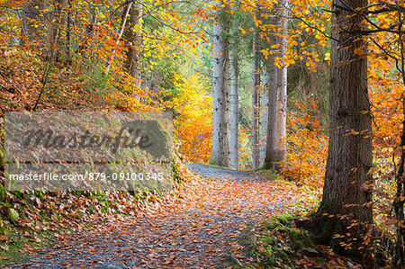 Pathway in the forest during autumn. Flims, Switzerland, Europe