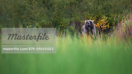 Brown bear (Ursus arctos alascensis), Brooks camp, Katmai National Park and Preserve, alaska peninsula, western Alaska, United States of America