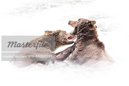 Brown bears (Ursus arctos alascensis), Brooks falls, Katmai National Park and Preserve, alaska peninsula, western Alaska, United States of America