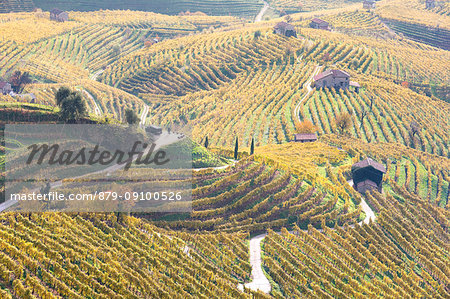 Vineyards of Prosecco wine in autumn, Valdobbiadene area, Treviso, Veneto, Italy