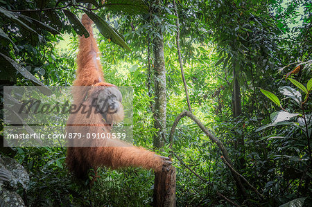 Sumatran orangutan, Pongo Abelii, Gunung Leuser National Park, Sumatra, Indonesia Sumatran orangutan, Pongo Abelii, Gunung Leuser National Park, Sumatra, Indonesia