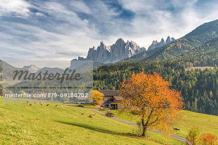 Funes Valley, Dolomites, province of Bolzano, South Tyrol, Italy. Autumn colors in the Funes Valley with the Odle peaks in the background Funes Valley, Dolomites, province of Bolzano, South Tyrol, Italy. Autumn colors in the Funes Valley with the Odle peaks in the background