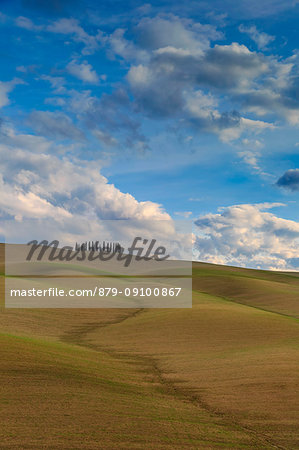 San Quirico d'Orcia cypresses, Val d'Orcia, Tuscany, Italy