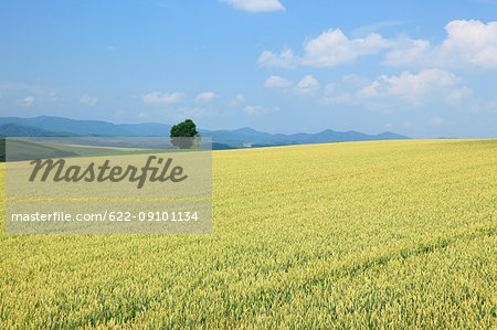 Wheat field, Hokkaido, Japan