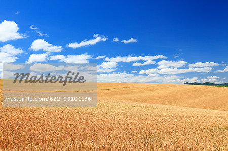 Wheat field, Hokkaido, Japan Wheat field, Hokkaido, Japan