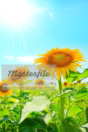 Sunflower field, Shizuoka Prefecture, Japan