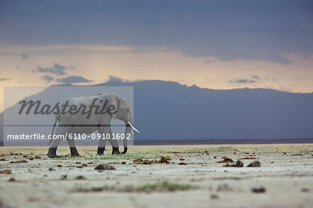 A lone elephant walking in the distance, Amboseli region, Kenya