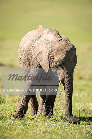 Young elephant, Masai Mara, Kenya, East Africa, Africa