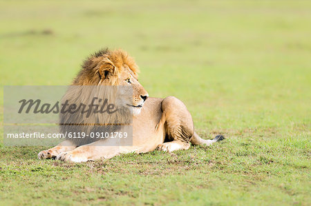 Lion, Masai Mara, Kenya, East Africa, Africa