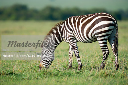 Zebra, Masai Mara, Kenya, East Africa, Africa