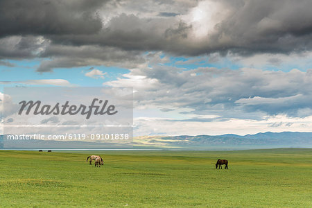 Horses grazing on the Mongolian steppe under a cloudy sky, South Hangay, Mongolia, Central Asia, Asia