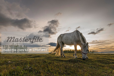 Horse grazing on the shores of Hovsgol Lake at sunset, Hovsgol province, Mongolia, Central Asia, Asia