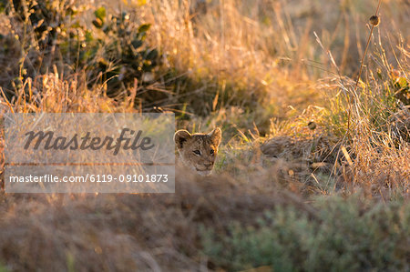 Lion (Panthera leo), Khwai Conservation Area, Okavango Delta, Botswana, Africa