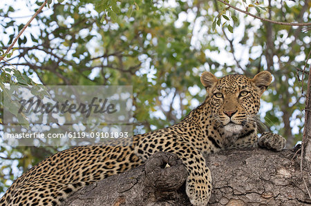 Leopard (Panthera pardus) on a branch of a tree, Kruger National Park, South Africa, Africa