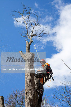 Arborist cutting tree trunk