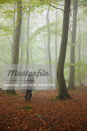 Rear view of woman in foggy forest