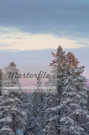 Trees at sunrise during winter in Fulufjallet National Park, Sweden